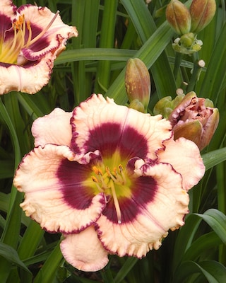 Produktabbildung 2 für Taglilien-Träume, 3tlg.