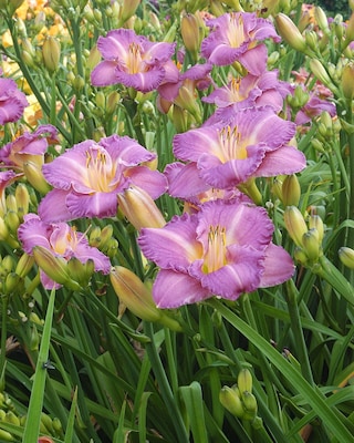 Produktabbildung 3 für Taglilien-Träume, 3tlg.