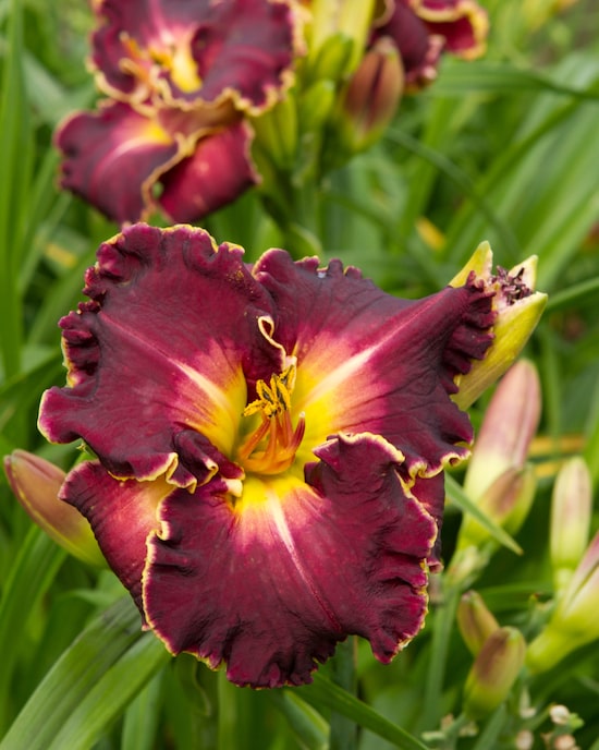 Produktabbildung für Taglilien-Träume, 3tlg.