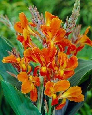 Produktabbildung 1 für Tropisches Blumenrohr, 6tlg.