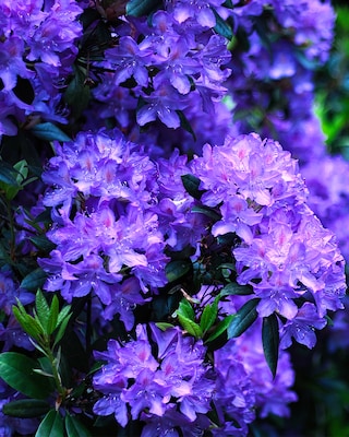 Produktabbildung 2 für Rhododendron "Albrook"