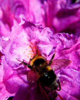 Produktabbildung 1 für Rhododendron "Albrook"
