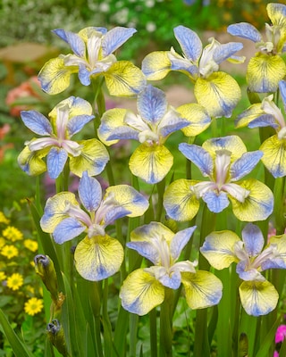 Produktabbildung 2 für Iris Sibirica, 9tlg.