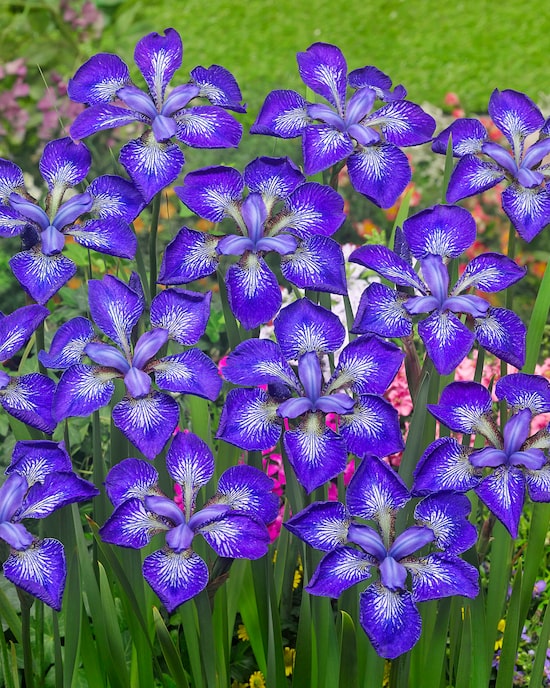 Produktabbildung für Iris Sibirica, 9tlg.