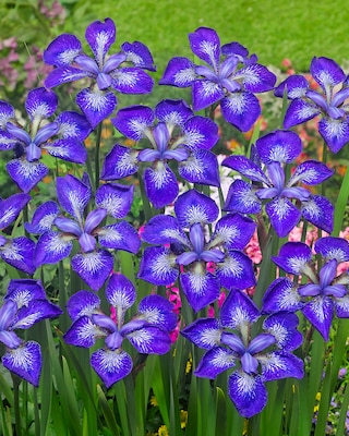 Produktabbildung 1 für Iris Sibirica, 9tlg.