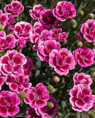 Produktabbildung für Nelken, 2 Sorten