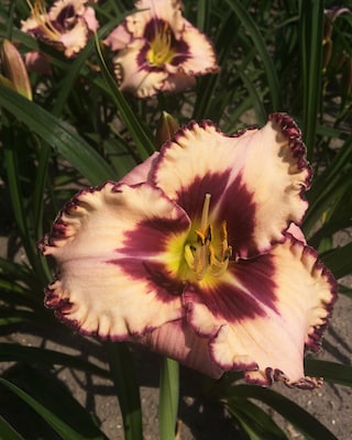 Produktabbildung 2 für Taglilien, 4tlg.