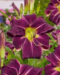 Produktabbildung für Taglilien, 4tlg.