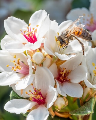 Produktabbildung 2 für Japanische Weißdolde