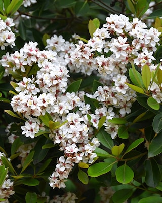 Produktabbildung 1 für Japanische Weißdolde