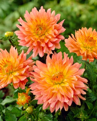 Produktabbildung 1 für Kurze Zwerg-Dahlien, 3tlg.