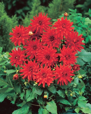 Produktabbildung 3 für Kurze Zwerg-Dahlien, 3tlg.