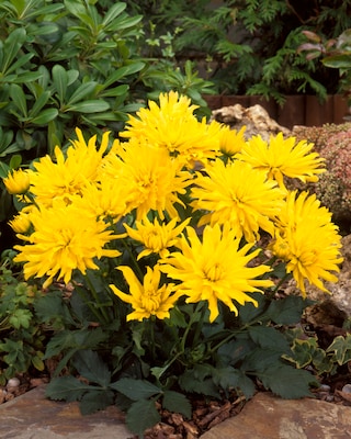 Produktabbildung 2 für Kurze Zwerg-Dahlien, 3tlg.