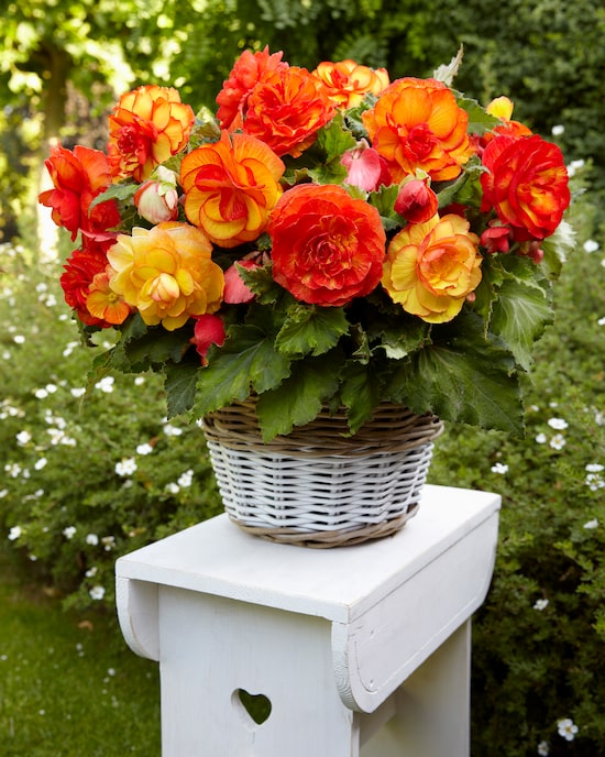 Produktabbildung für Begonien "Sangria", 10tlg.