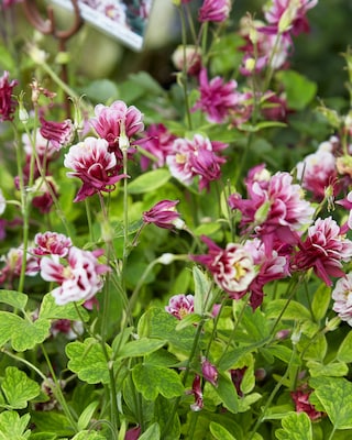 Produktabbildung 1 für Akelei "Winky" gefüllt, 4tlg.