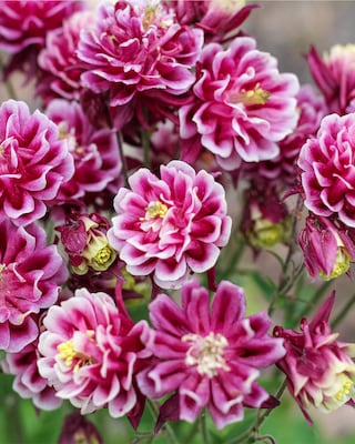 Produktabbildung 3 für Akelei "Winky" gefüllt, 4tlg.