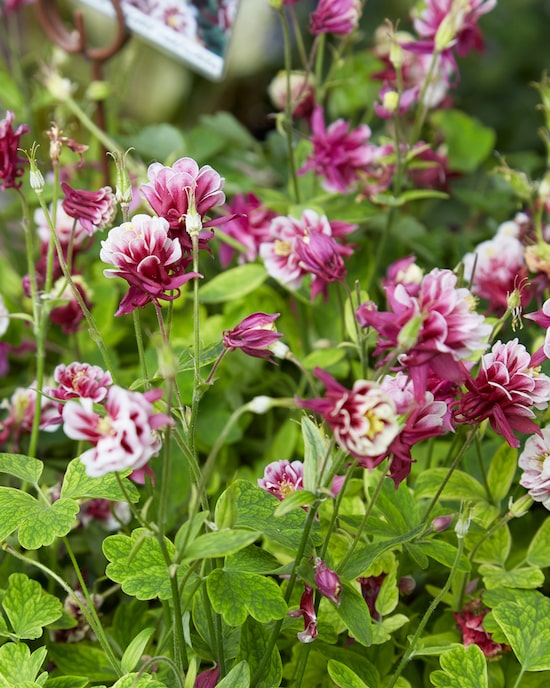 Produktabbildung für Akelei "Winky" gefüllt, 4tlg.