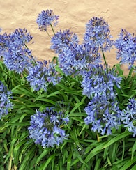 Produktabbildung für XXXL Agapanthus-Schmucklilien