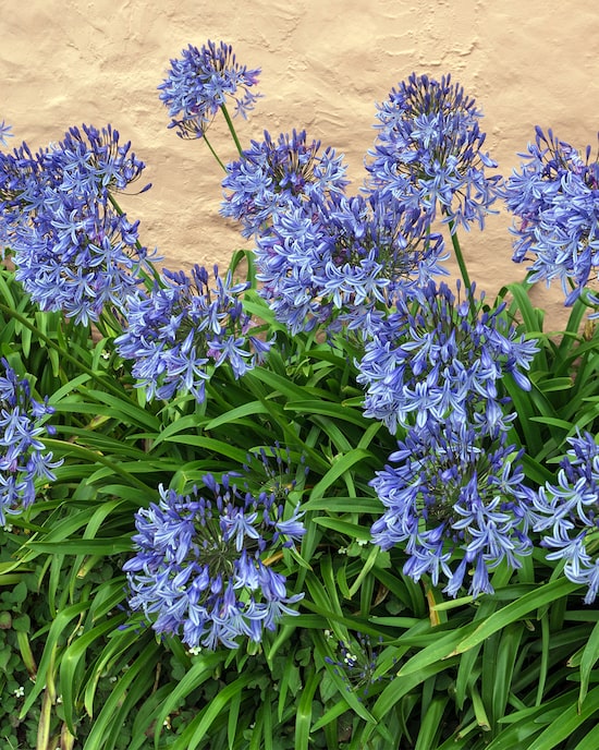 Produktabbildung für XXXL Agapanthus-Schmucklilien