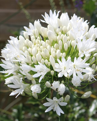 Produktabbildung 4 für XXXL Agapanthus-Schmucklilien