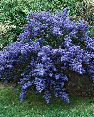 Produktabbildung 2 für Immergrüner Duftstrauch "BlueMound"