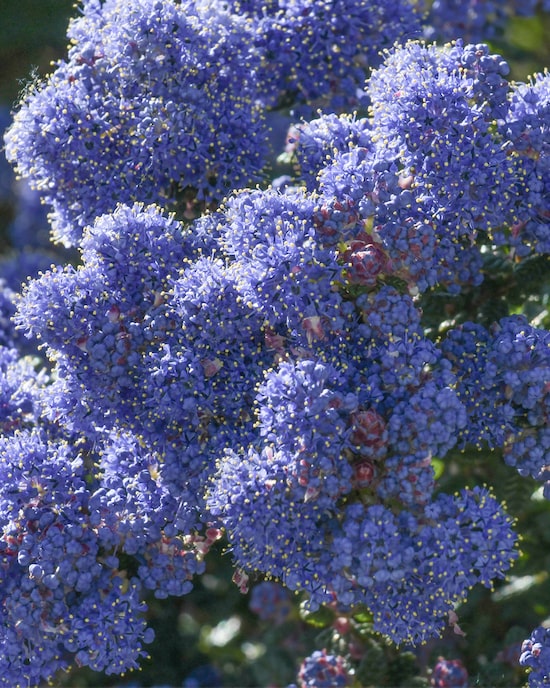 Produktabbildung für Immergrüner Duftstrauch "BlueMound"
