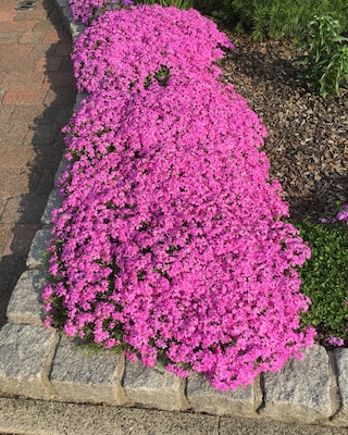 Produktabbildung 2 für Teppichphlox