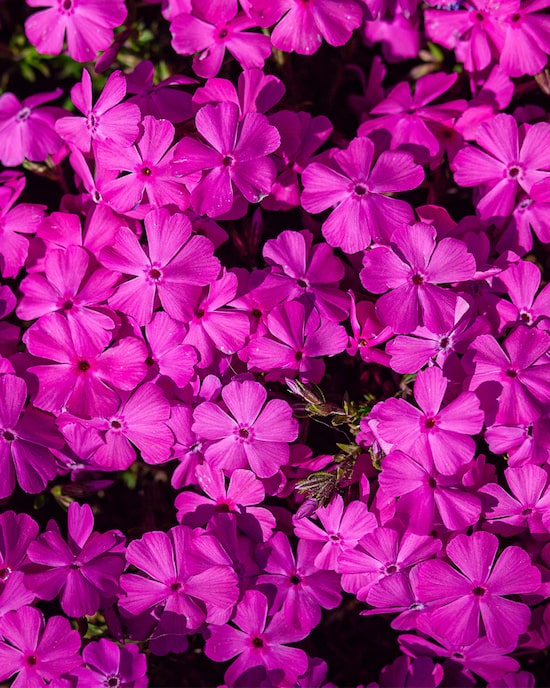 Produktabbildung für Teppichphlox