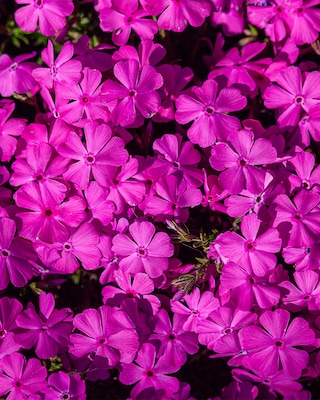 Produktabbildung 1 für Teppichphlox