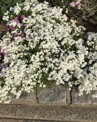 Produktabbildung 3 für Teppichphlox