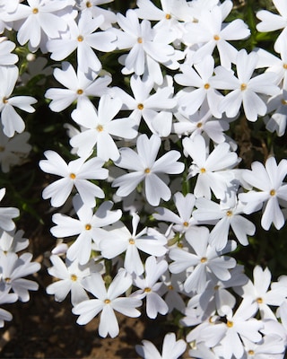 Produktabbildung 4 für Teppichphlox