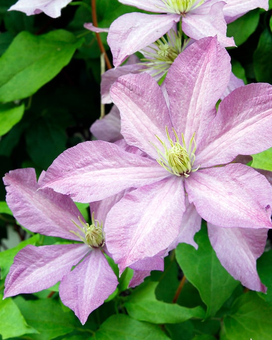 Produktabbildung für Hängeampel-Clematis "Filligree"