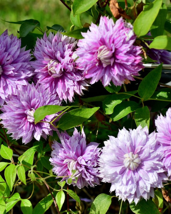 Produktabbildung für Clematis "Josephine"