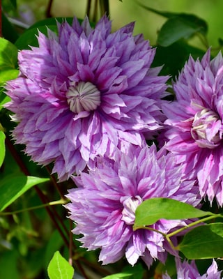 Produktabbildung 2 für Clematis "Josephine"