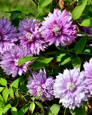 Produktabbildung 1 für Clematis "Josephine"