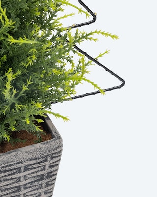 Produktabbildung 4 für Zypresse im Topf mit LED-Tannenbaum
