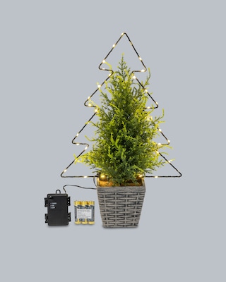 Produktabbildung 2 für Zypresse im Topf mit LED-Tannenbaum