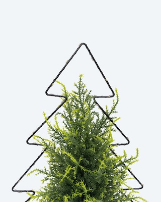 Produktabbildung 3 für Zypresse im Topf mit LED-Tannenbaum