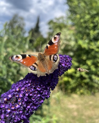 Produktabbildung 2 für Sommer-Schmetterlingsflieder-Duo