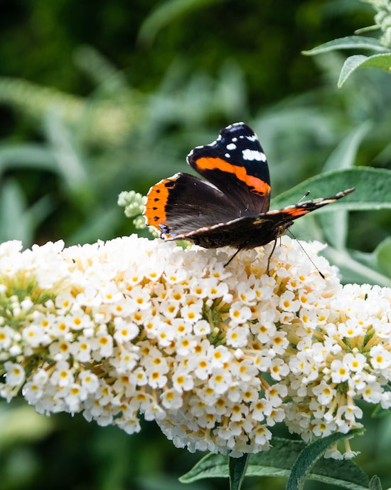 Produktabbildung für Sommer-Schmetterlingsflieder-Duo