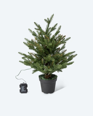 Produktabbildung 1 für Weihnachtsbaum im Topf, 60 cm