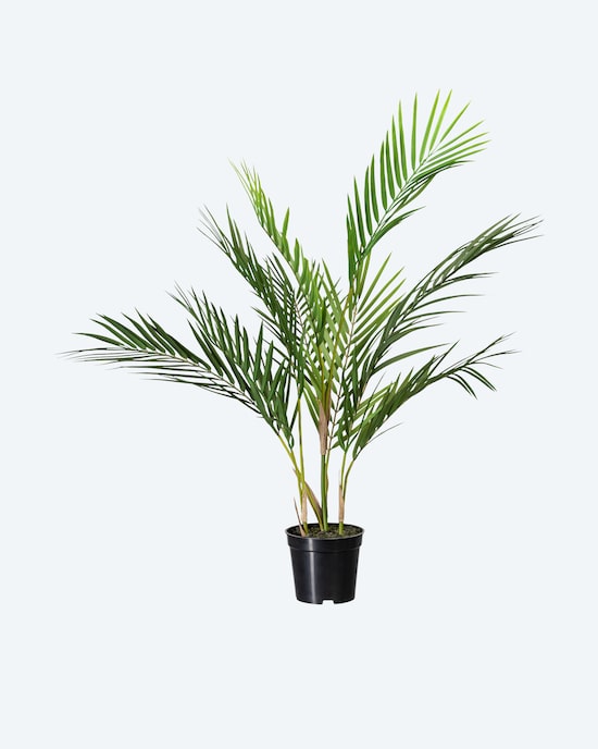 Produktabbildung für Zimmerpalme im Topf