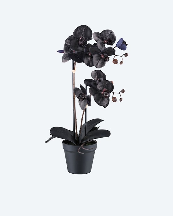 Produktabbildung für Phalaenopsis im Topf