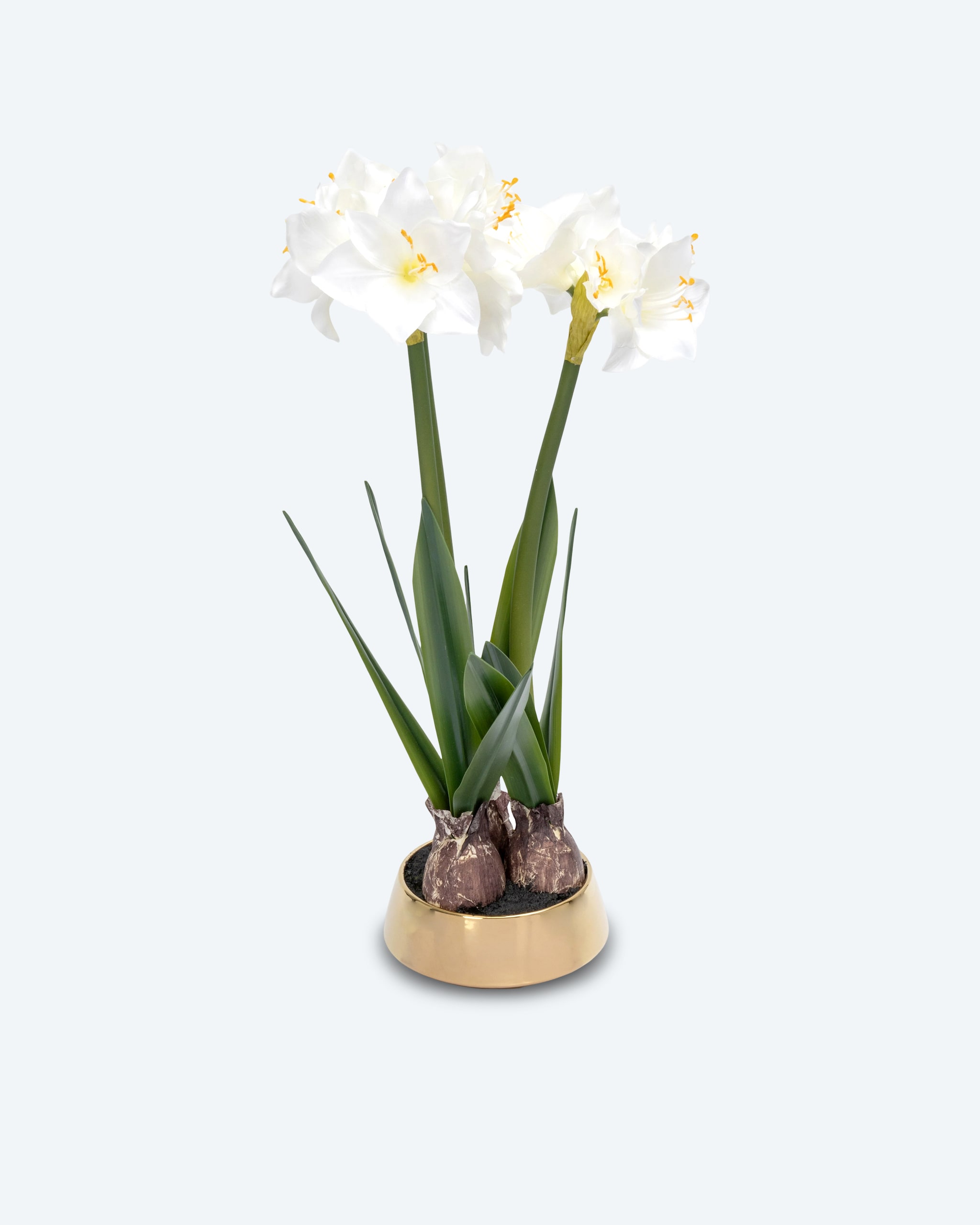 Produktabbildung für Amaryllis im Übertopf