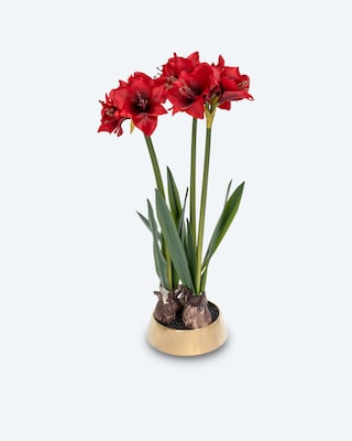 Produktabbildung 4 für Amaryllis im Übertopf
