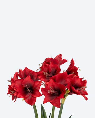 Produktabbildung 5 für Amaryllis im Übertopf