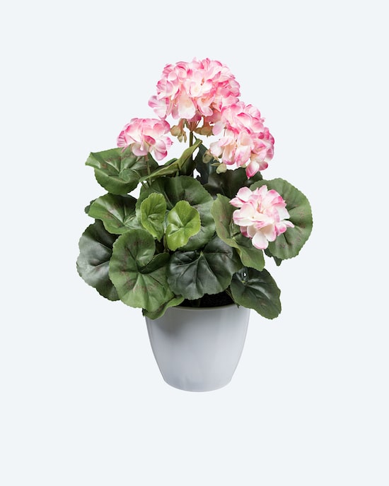 Produktabbildung für Geranienbusch im Topf