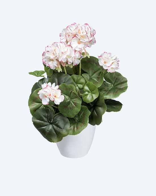 Produktabbildung für Geranienbusch im Topf