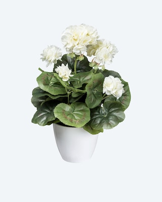 Produktabbildung 4 für Geranienbusch im Topf