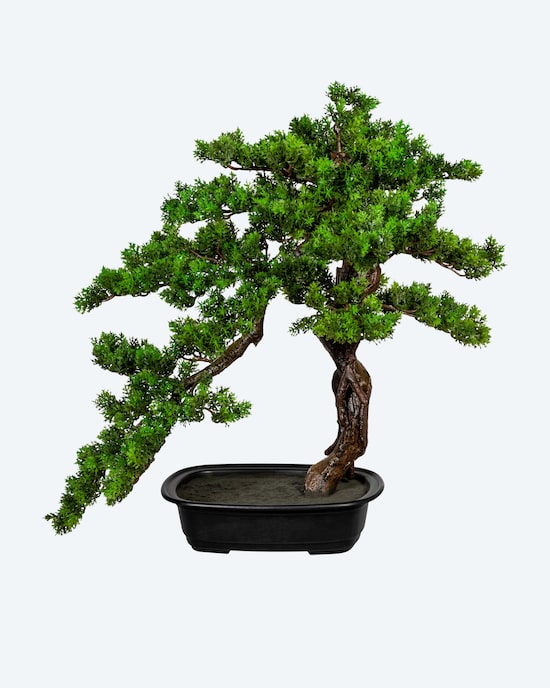 Produktabbildung für Bonsai Myrte in Schale